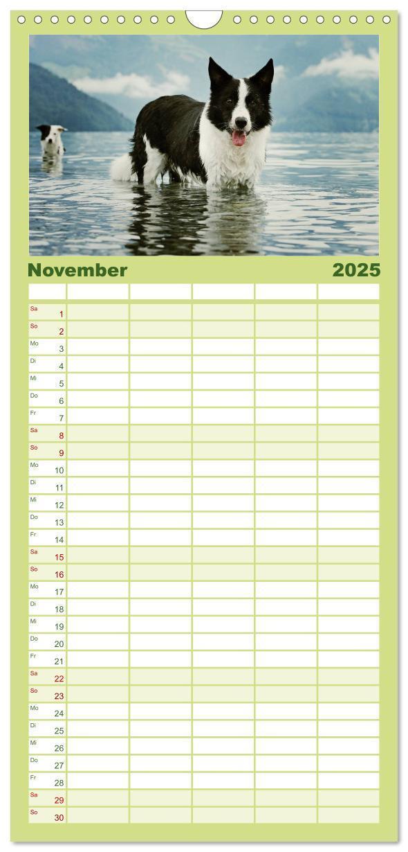 Bild: 9783457110522 | Familienplaner 2025 - Der Bordercollie-Kalender mit 5 Spalten...