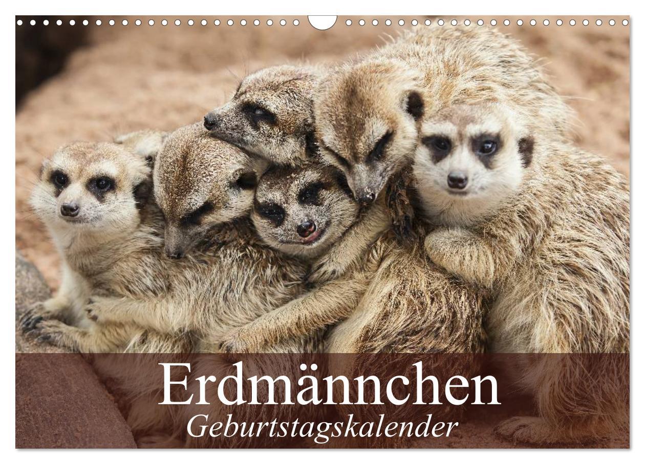 Cover: 9783435672738 | Erdmännchen (Wandkalender 2025 DIN A3 quer), CALVENDO Monatskalender