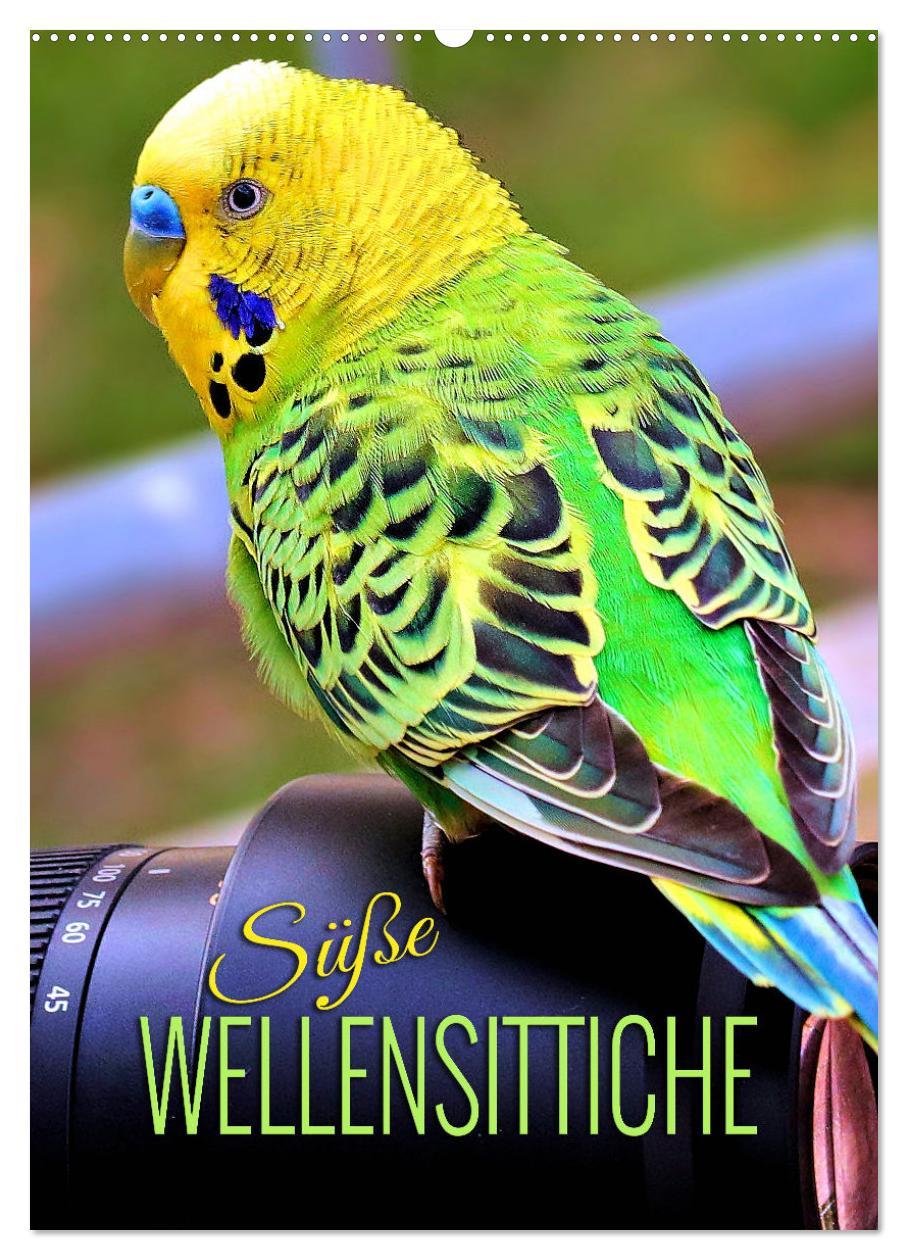 Cover: 9783435887668 | Süße Wellensittiche (Wandkalender 2025 DIN A2 hoch), CALVENDO...