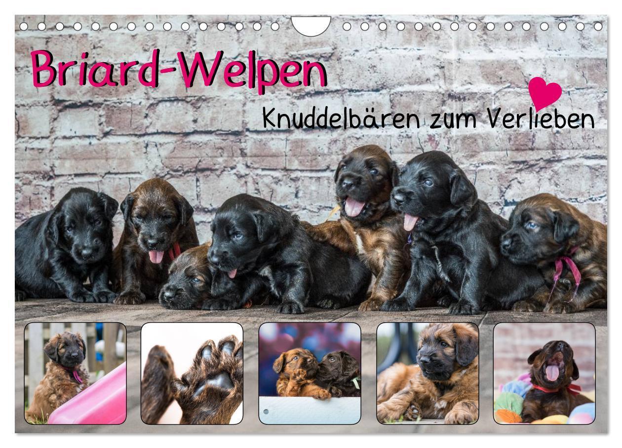 Cover: 9783383250774 | Briard-Welpen - Knuddelbären zum Verlieben (Wandkalender 2024 DIN...