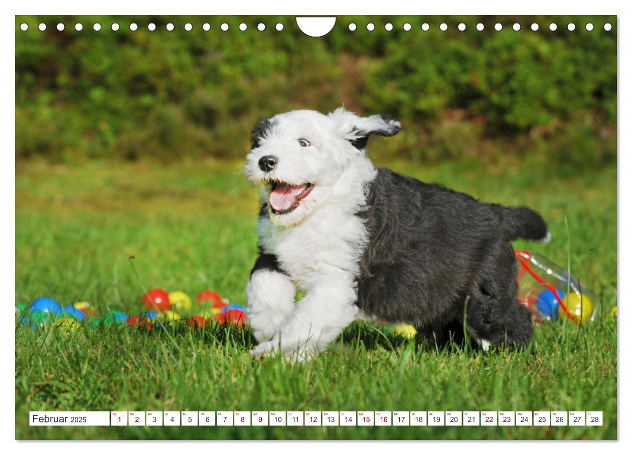 Bild: 9783457173305 | In der Kinderstube bei Familie Bobtail (Wandkalender 2025 DIN A4...