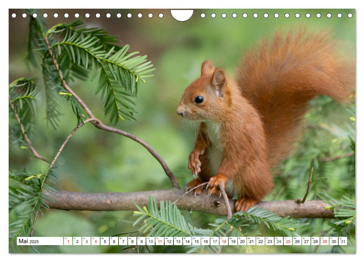 Bild: 9783435670338 | Eichhörnchen im Königlichen Garten (Wandkalender 2025 DIN A4 quer),...