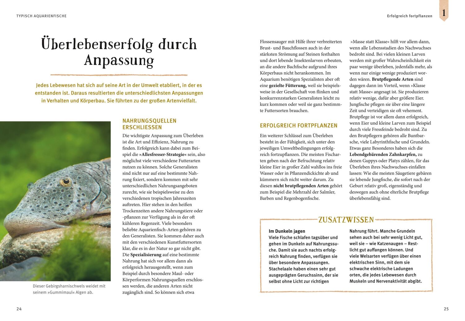 Bild: 9783833848513 | Faszinierendes Aquarium | Ulrich Schliewen | Taschenbuch | 144 S.