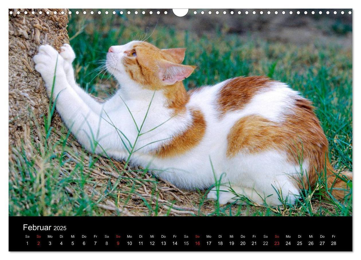 Bild: 9783435821259 | Katzen (Wandkalender 2025 DIN A3 quer), CALVENDO Monatskalender | 2025