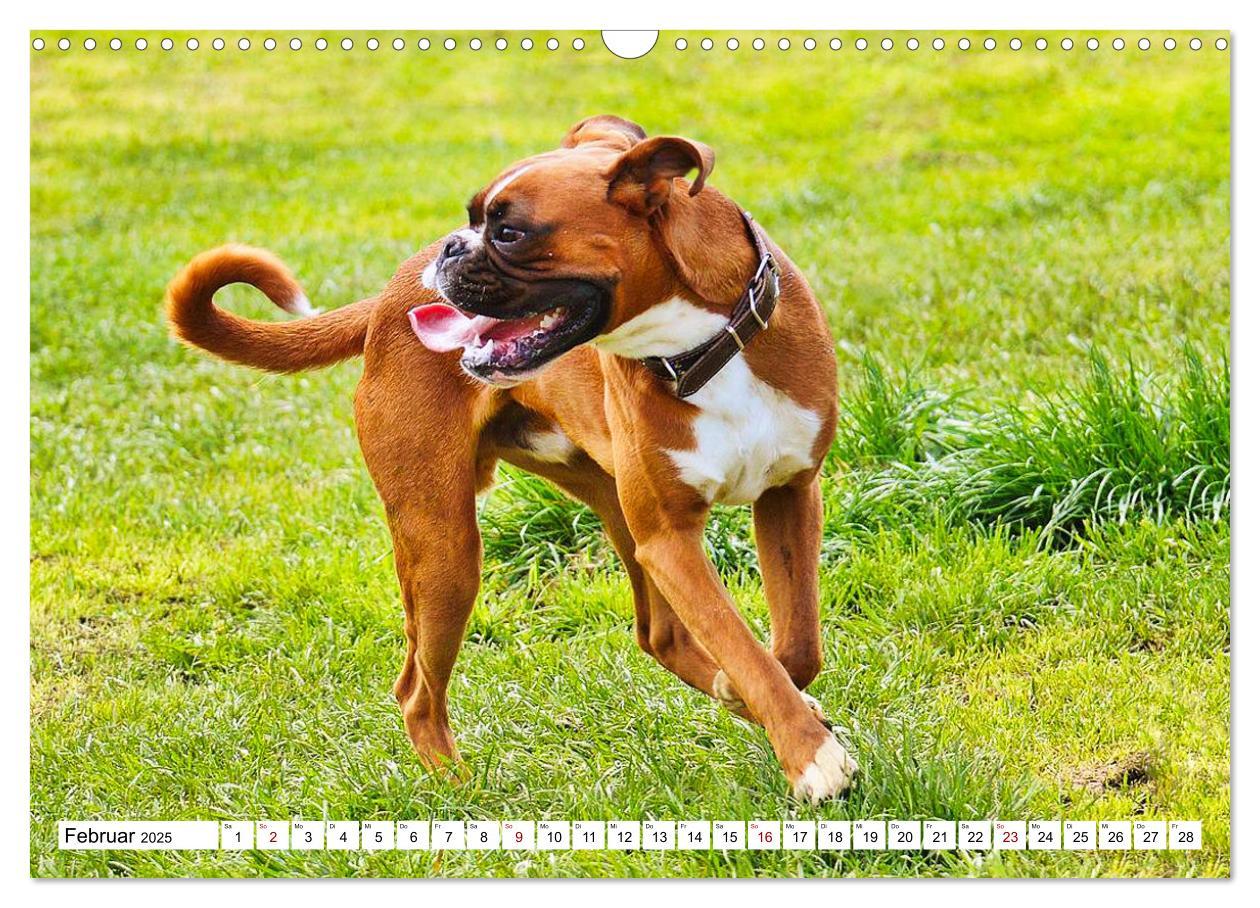 Bild: 9783383947346 | Muskelprotz Boxer (Wandkalender 2025 DIN A3 quer), CALVENDO...