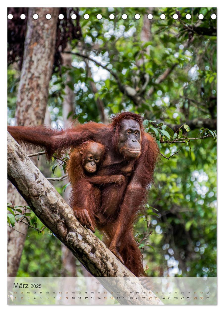 Bild: 9783435910588 | BORNEO Bedrohtes Paradies (Tischkalender 2025 DIN A5 hoch),...