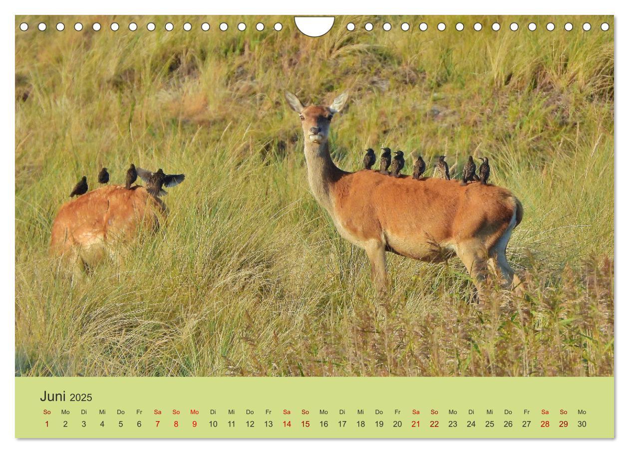 Bild: 9783435392131 | Küsten Hirsche - Rotwild auf dem Darß (Wandkalender 2025 DIN A4...