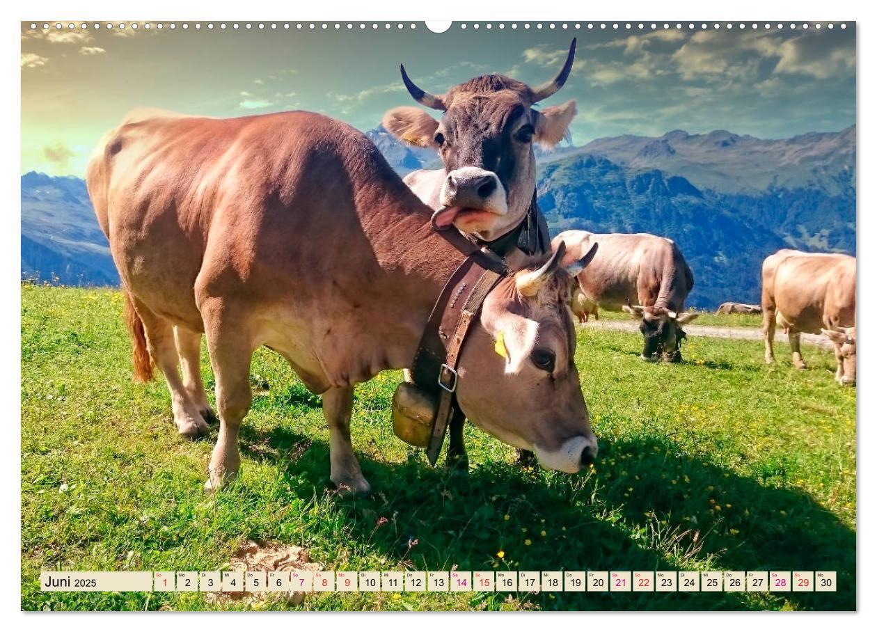 Bild: 9783435119028 | Berg-Kühe, Natur pur - unser schönster Urlaub (Wandkalender 2025...