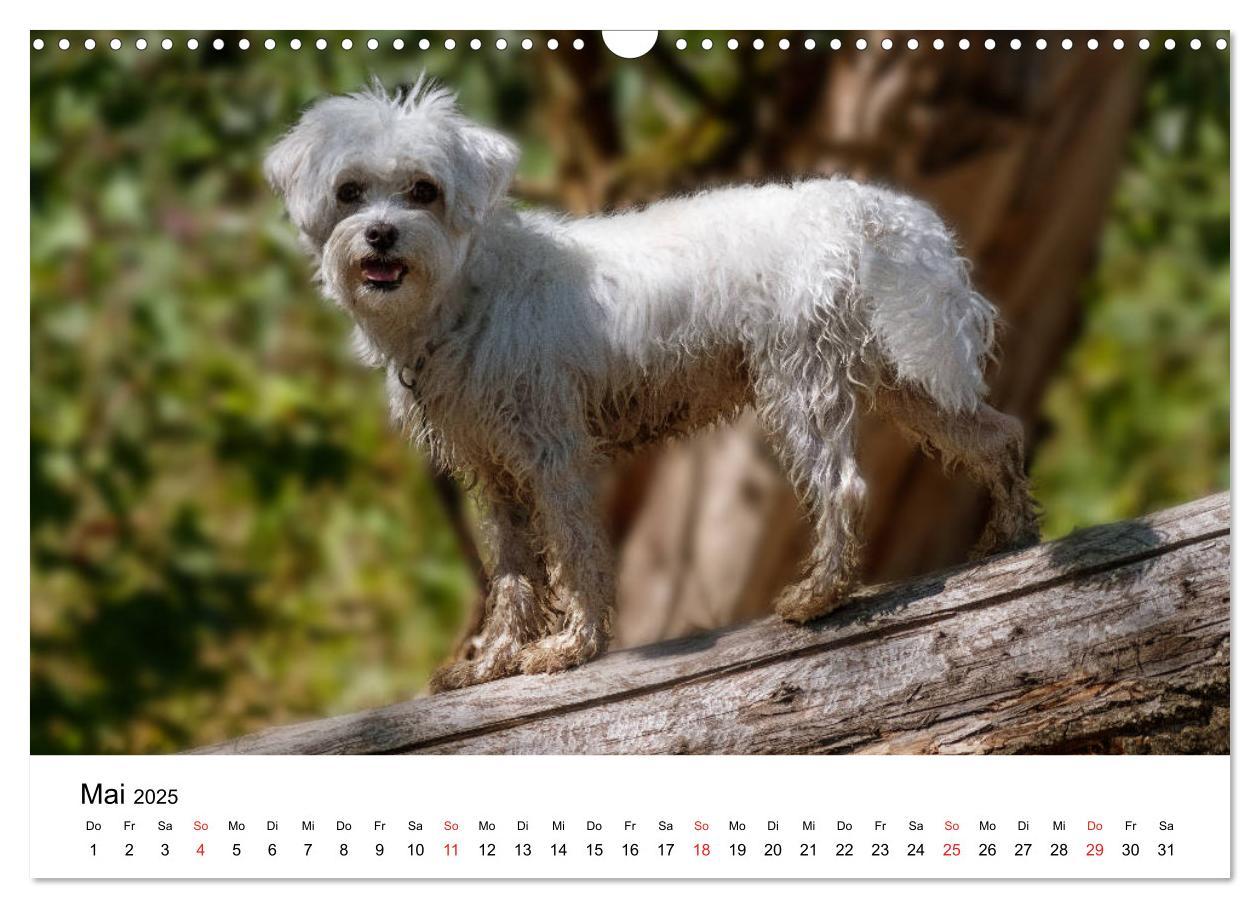 Bild: 9783435275885 | Moritz, der freche Malteser (Wandkalender 2025 DIN A3 quer),...