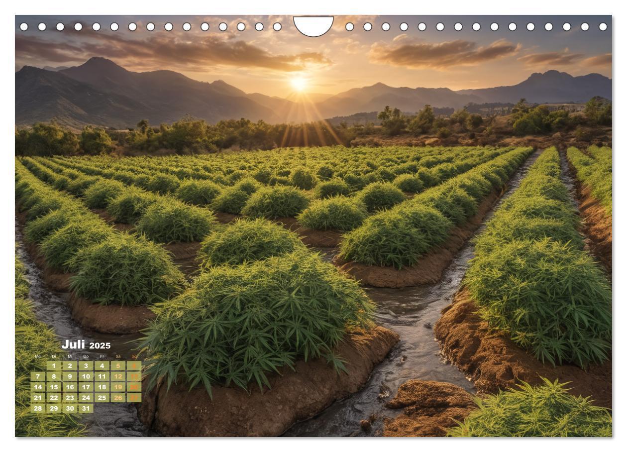 Bild: 9783383807060 | Wunderschöne Cannabisfelder (Wandkalender 2025 DIN A4 quer),...