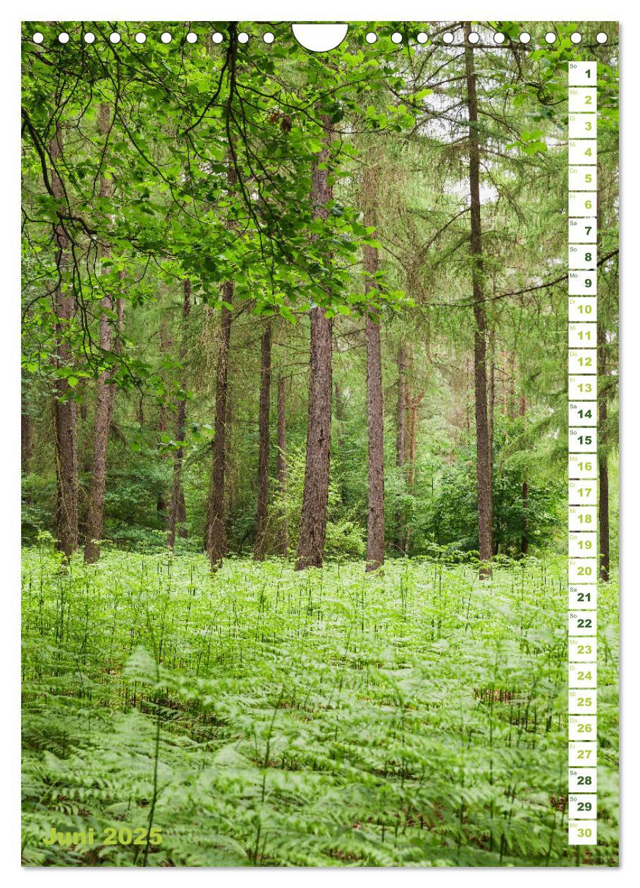 Bild: 9783435945481 | EIFEL - Kraftorte Wald und Wasser (Wandkalender 2025 DIN A4 hoch),...