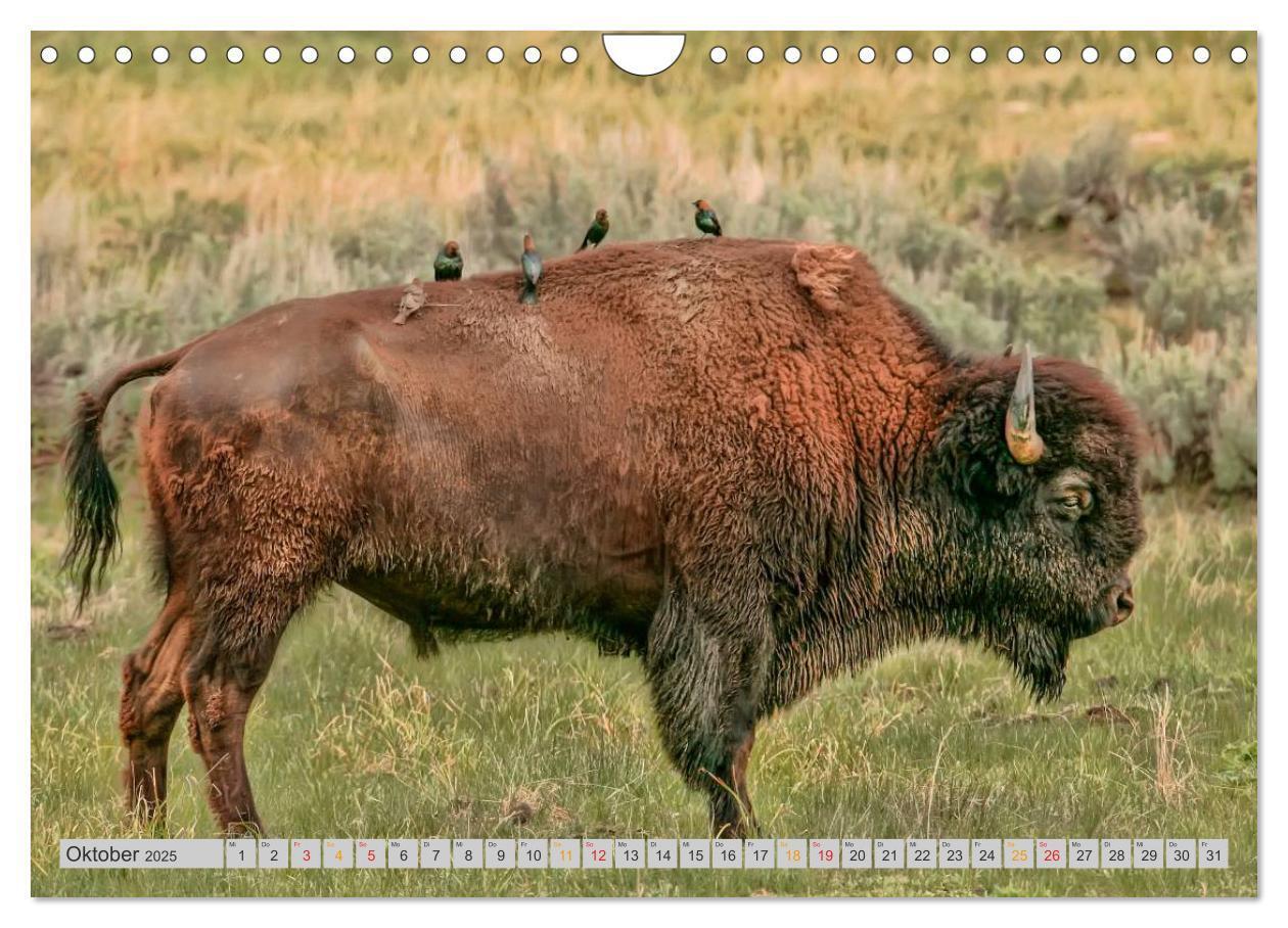 Bild: 9783435580552 | Bison und Wisent - Riesen mit unbändiger Kraft (Wandkalender 2025...