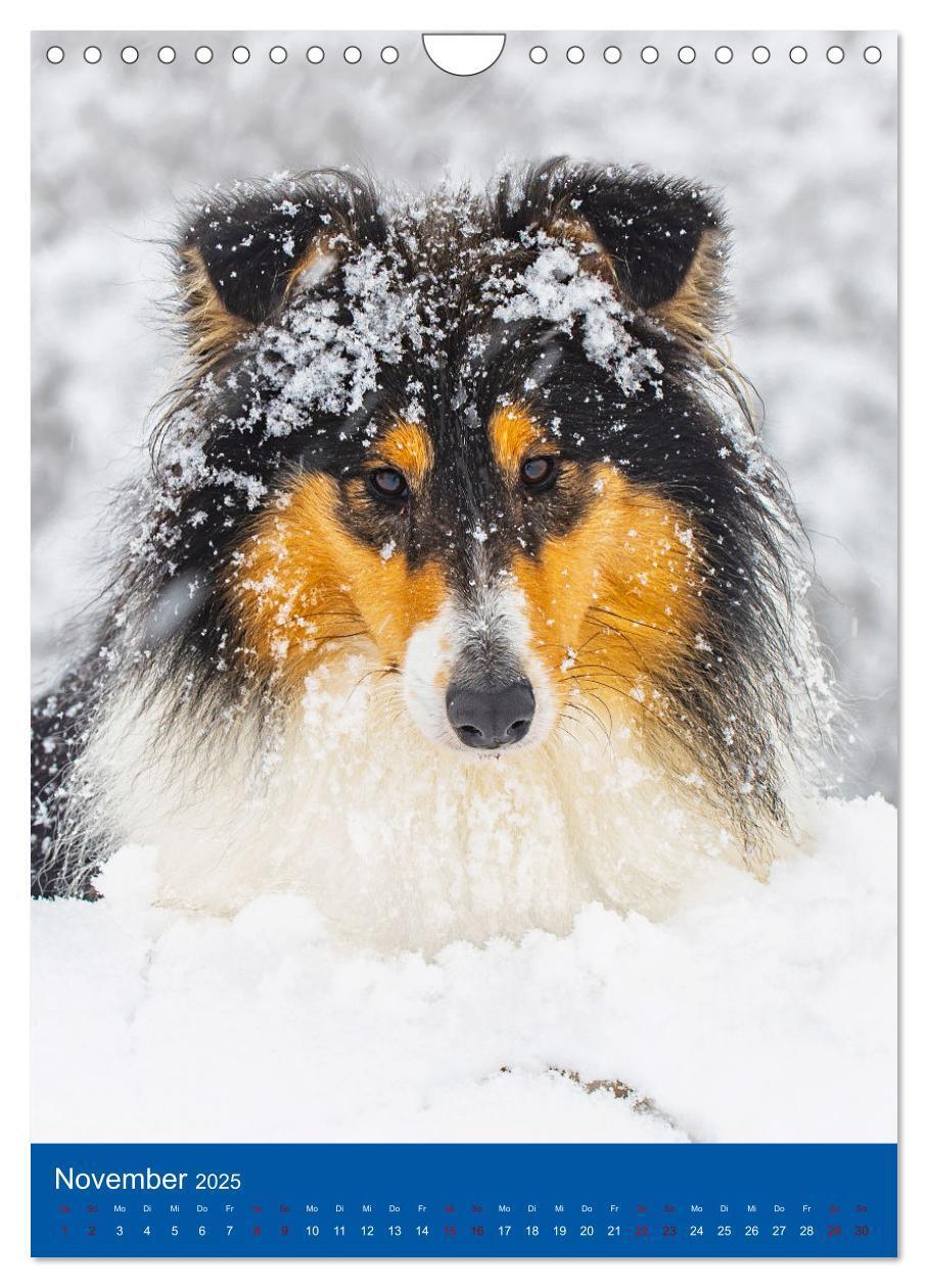 Bild: 9783435887798 | Traumhund Collie - Glück auf vier Pfoten (Wandkalender 2025 DIN A4...