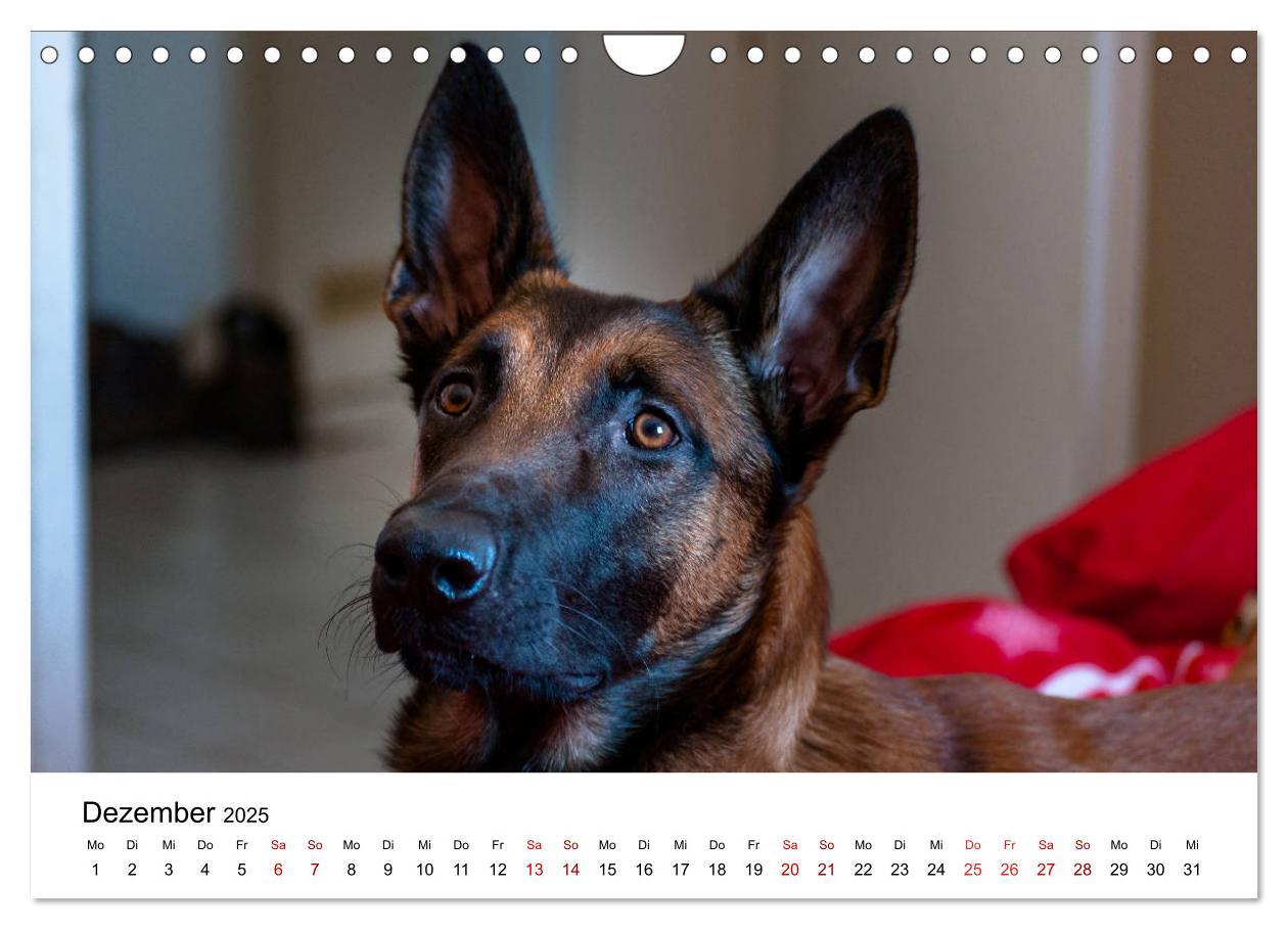 Bild: 9783435340415 | Malinois - Wahnsinn auf vier Pfoten (Wandkalender 2025 DIN A4...