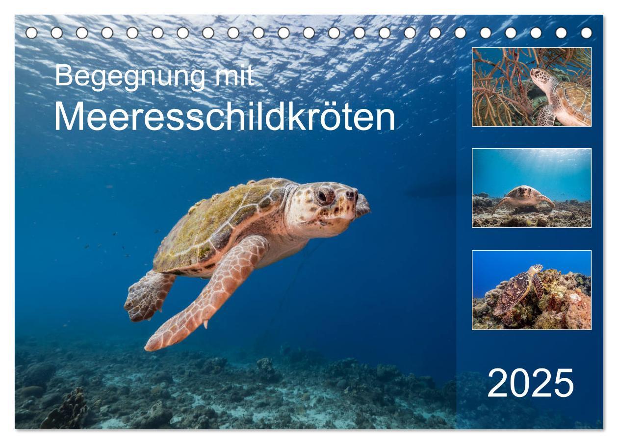 Cover: 9783435201600 | Begegnung mit Meeresschildkröten (Tischkalender 2025 DIN A5 quer),...