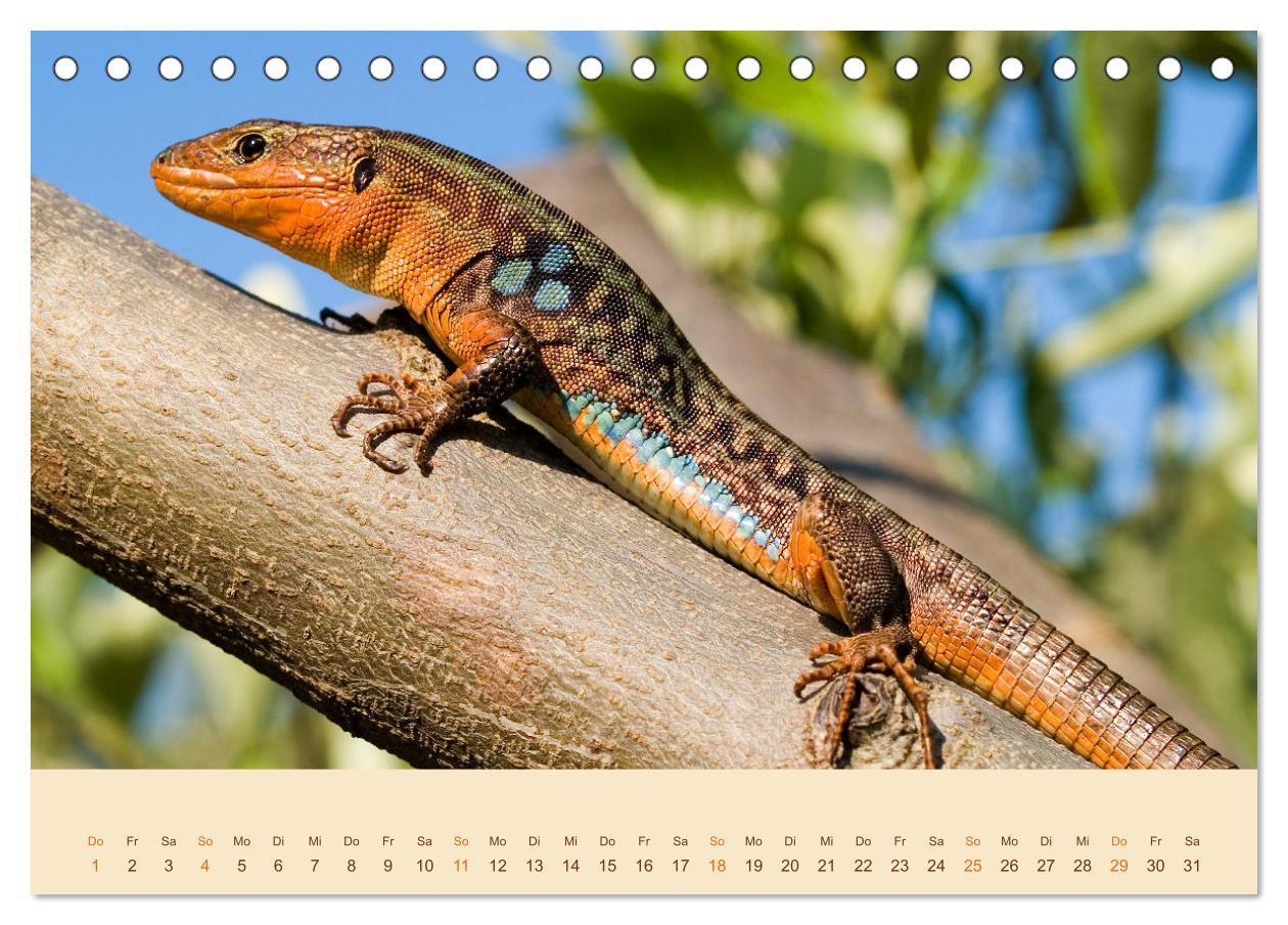 Bild: 9783435098514 | Eidechsen Europas (Tischkalender 2025 DIN A5 quer), CALVENDO...