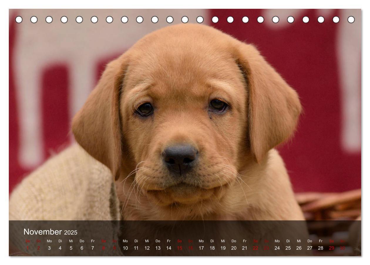 Bild: 9783435453672 | Labrador Retriever Welpen (Tischkalender 2025 DIN A5 quer),...