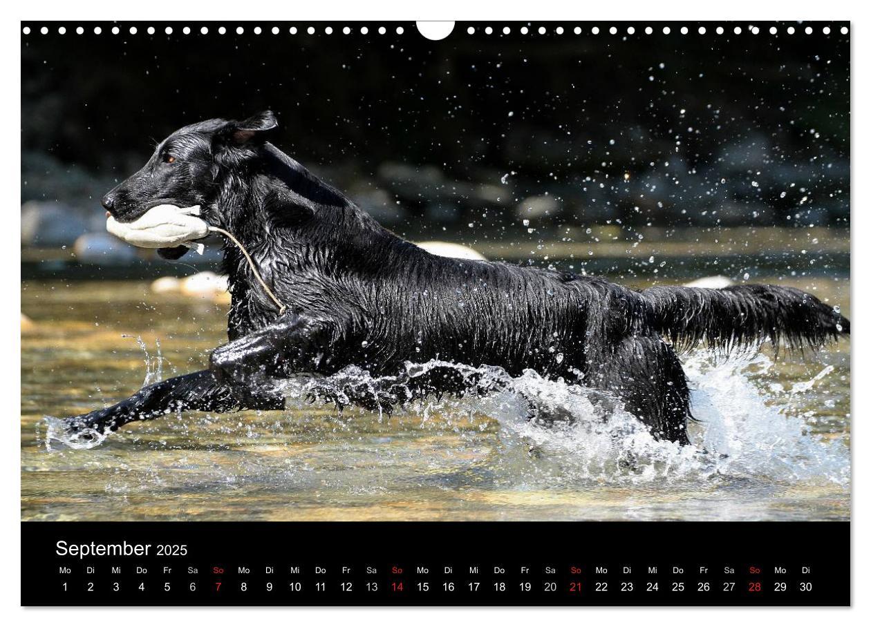 Bild: 9783435726066 | Flatcoated Retriever (Wandkalender 2025 DIN A3 quer), CALVENDO...