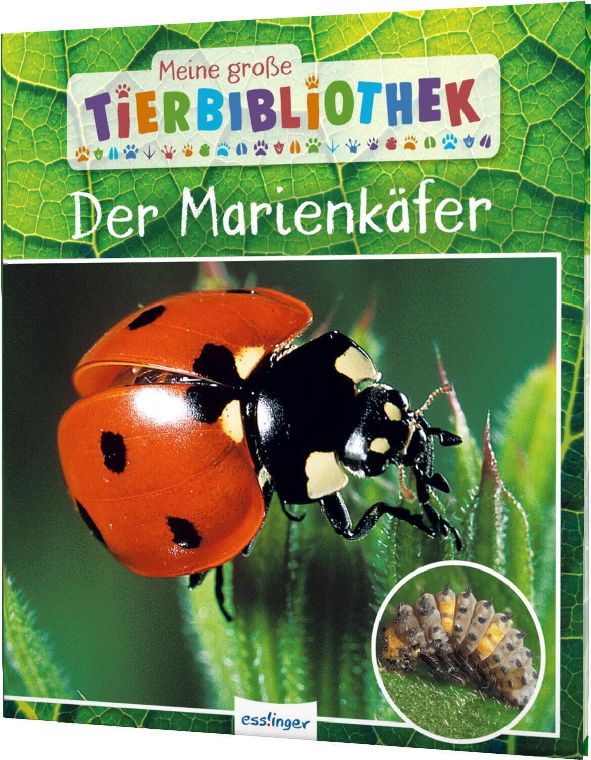 Cover: 9783480237470 | Meine große Tierbibliothek: Der Marienkäfer | Valérie Tracqui | Buch