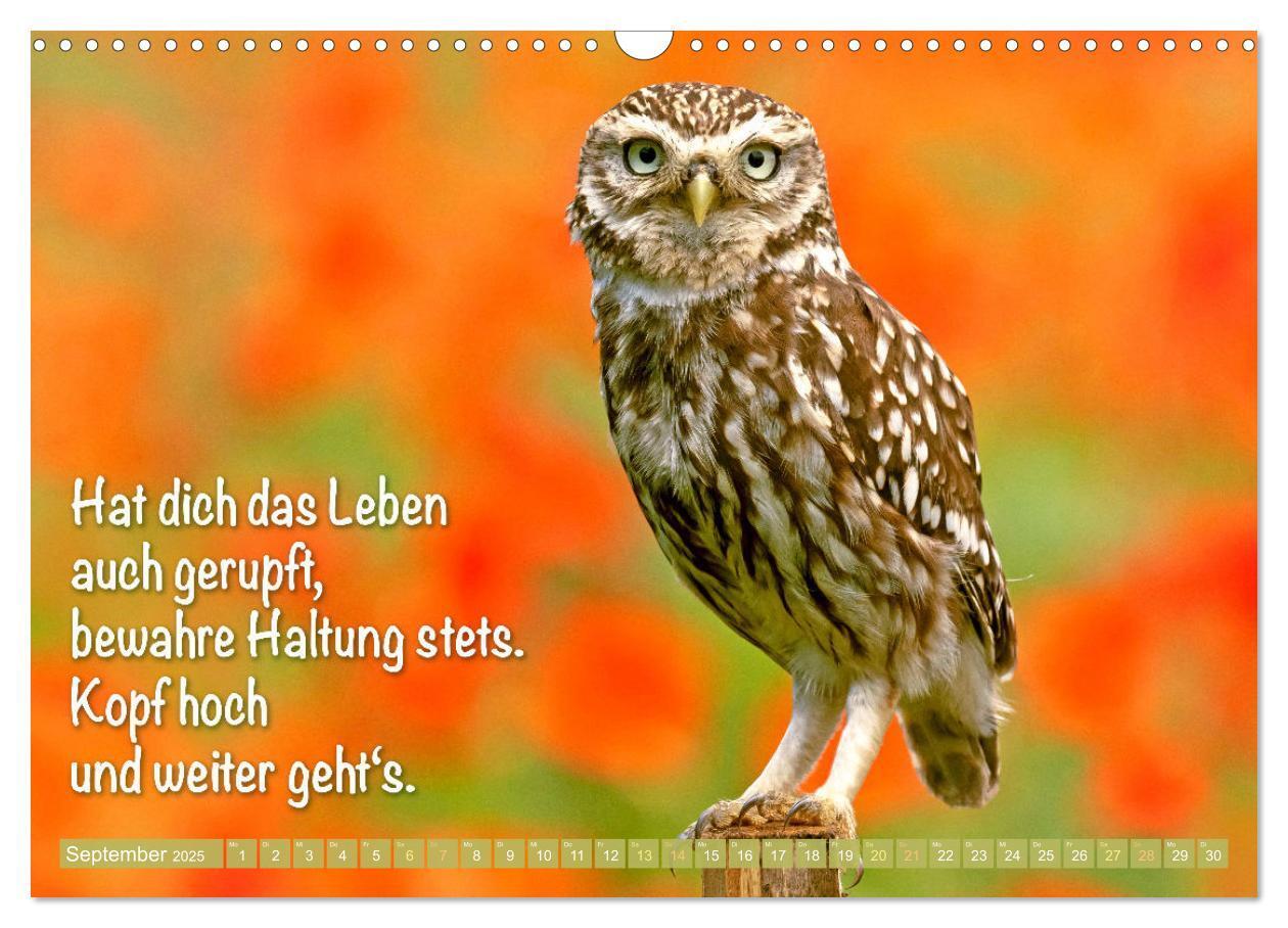 Bild: 9783457179529 | Die Eulen sind los: Edition lustige Tiere (Wandkalender 2025 DIN A3...