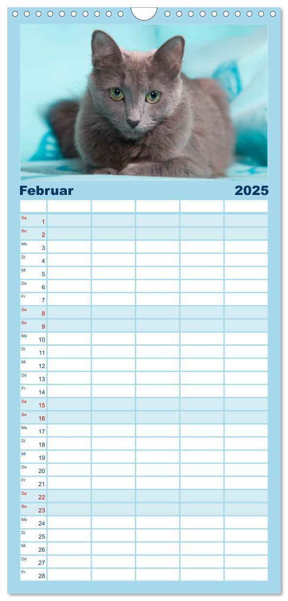 Bild: 9783457121764 | Familienplaner 2025 - Nebelung Katzen mit 5 Spalten (Wandkalender,...