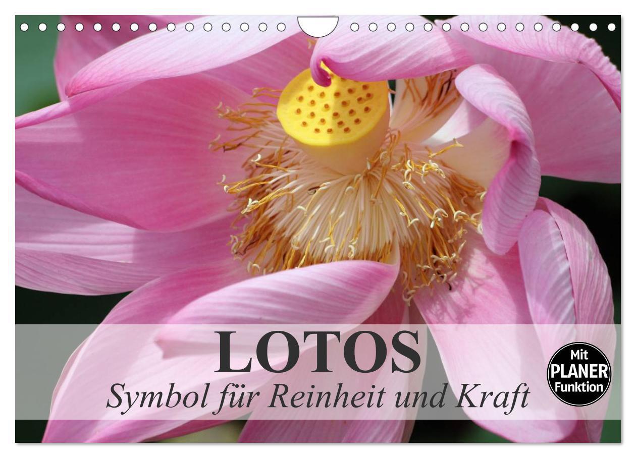 Cover: 9783435523115 | Lotos. Symbol für Reinheit und Kraft (Wandkalender 2025 DIN A4...