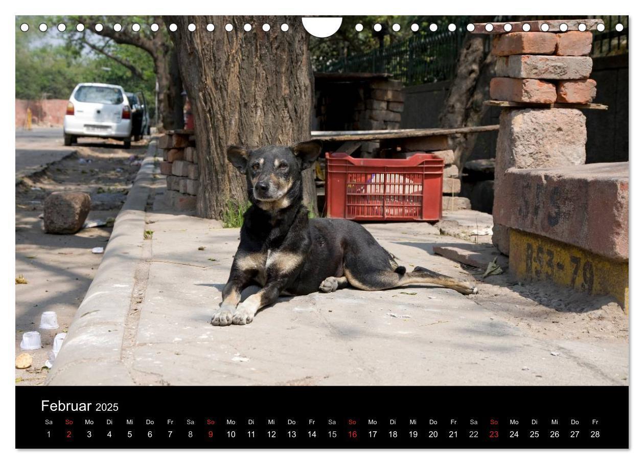 Bild: 9783435801862 | Straßenhunde (Wandkalender 2025 DIN A4 quer), CALVENDO Monatskalender