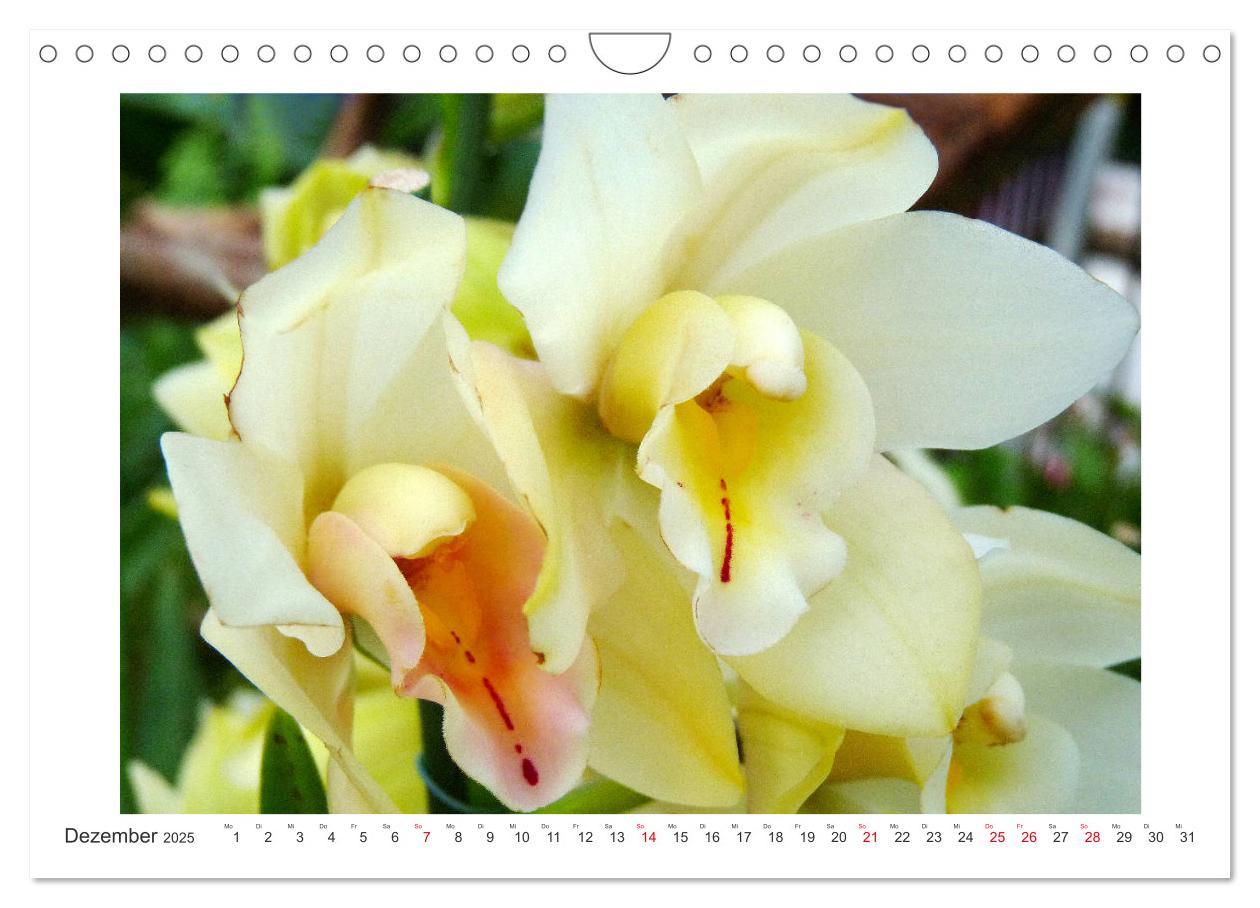 Bild: 9783435289455 | Orchideen Feuerwerk der Farben (Wandkalender 2025 DIN A4 quer),...