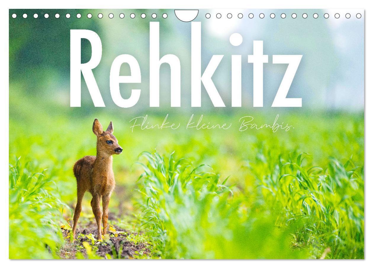 Cover: 9783675711457 | Rehkitz - Flinke kleine Bambis. (Wandkalender 2024 DIN A4 quer),...