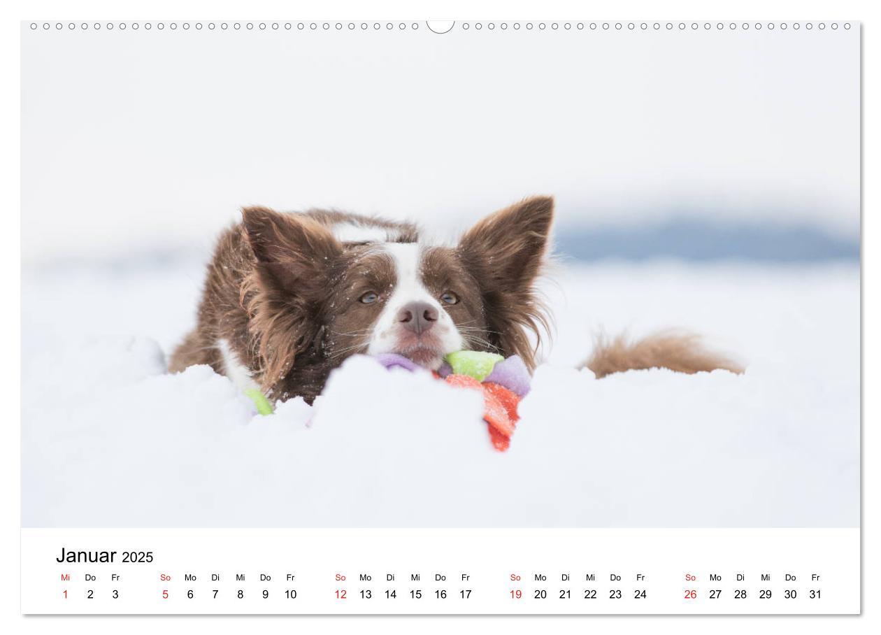 Bild: 9783435188130 | Border Collie - Bunt und clever! (hochwertiger Premium Wandkalender...