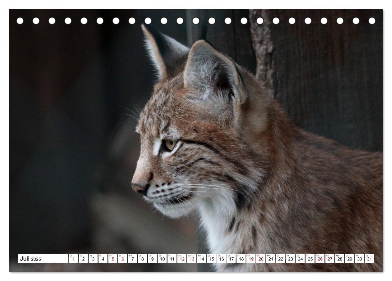 Bild: 9783435419715 | Familie Luchs - Die Jäger mit dem Pinselohr (Tischkalender 2025 DIN...