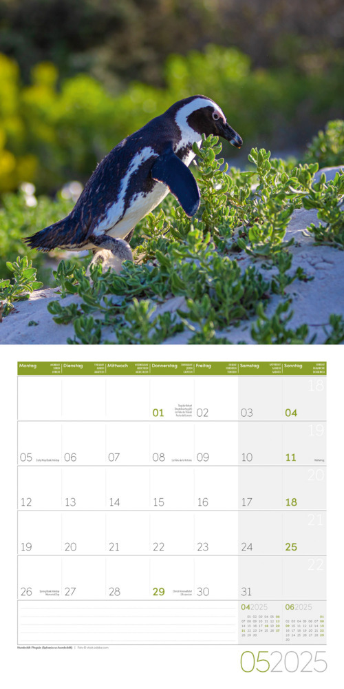 Bild: 9783838445250 | Pinguine Kalender 2025 - 30x30 | Ackermann Kunstverlag | Kalender