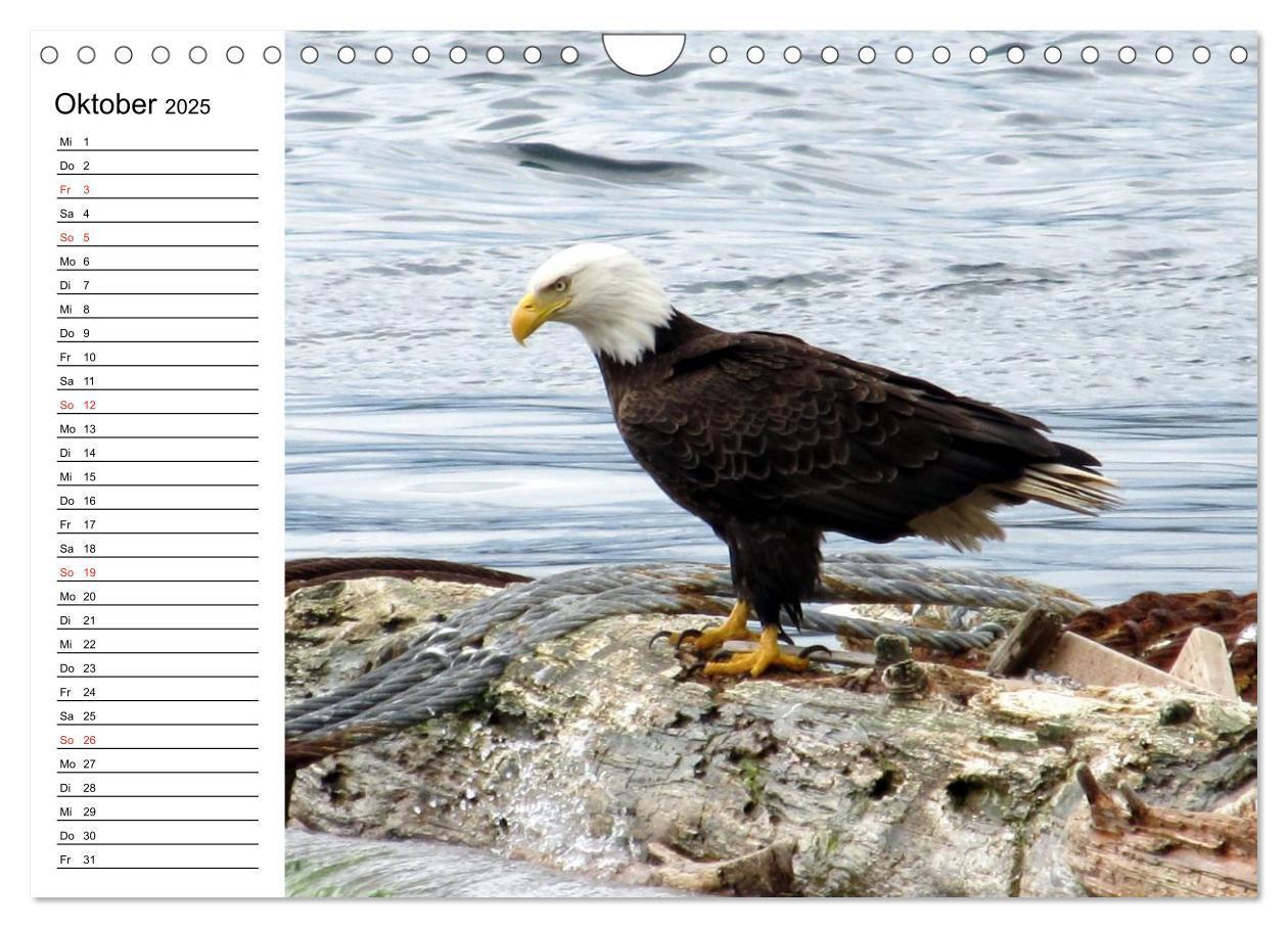 Bild: 9783435510337 | Weißkopfseeadler. Symbol der Freiheit (Wandkalender 2025 DIN A4...