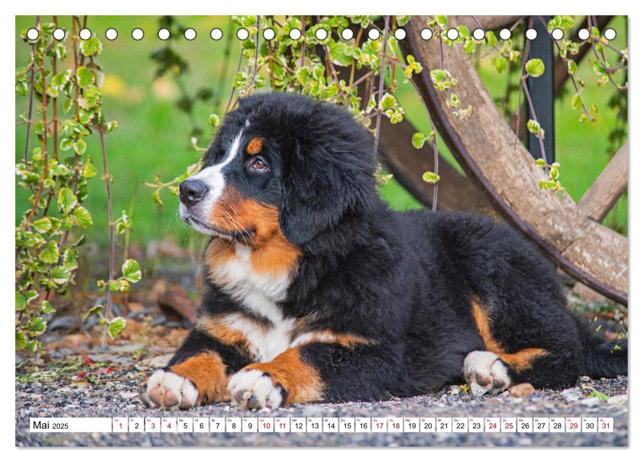 Bild: 9783383924279 | Berner Sennenhund - Eine Liebe für´s Leben (Tischkalender 2025 DIN...