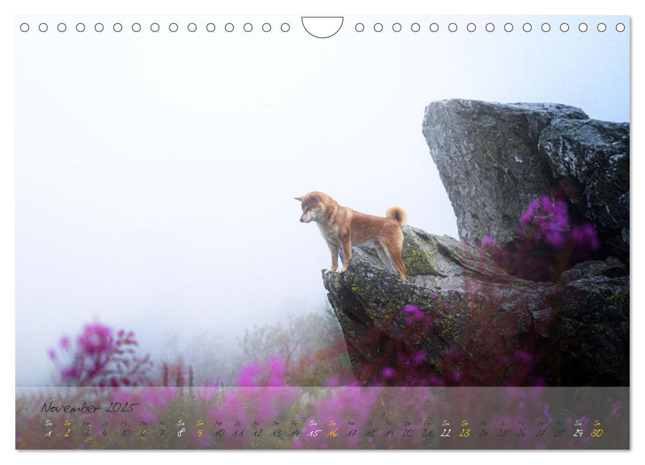 Bild: 9783435051779 | Shiba Inu - mutig, treu, selbstbewusst (Wandkalender 2025 DIN A4...