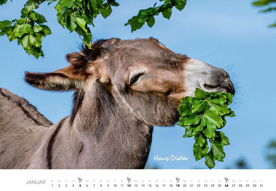 Bild: 9783966648134 | Esel Kalender 2025 | J. -L. Klein (u. a.) | Kalender | 14 S. | Deutsch