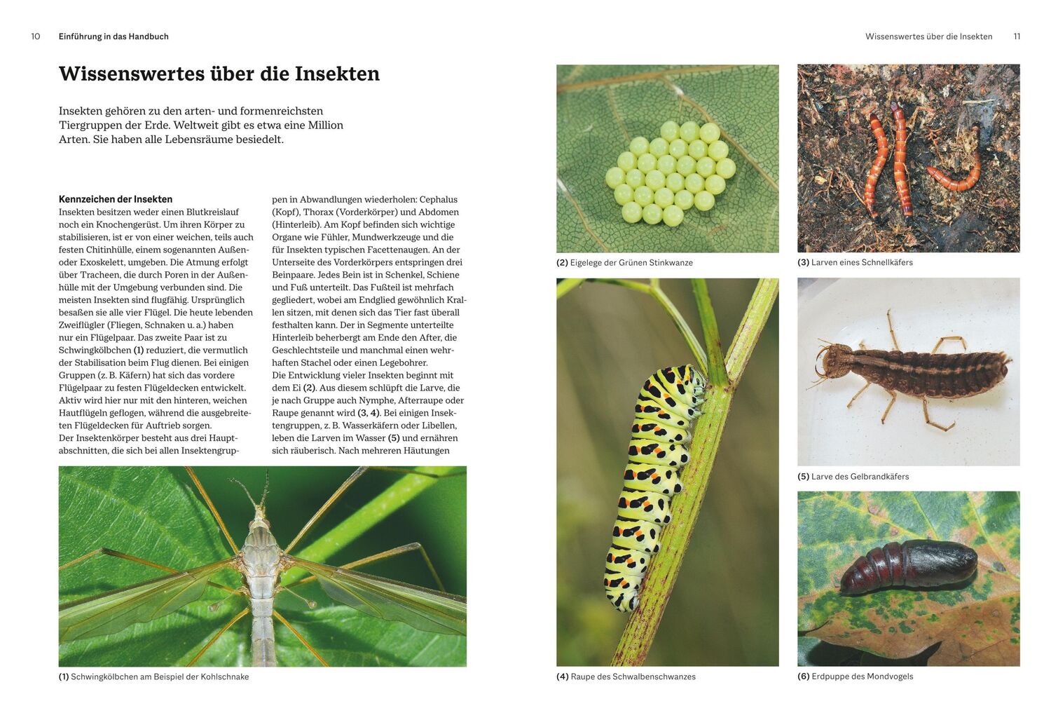 Bild: 9783967470482 | Das große BLV Handbuch Insekten | Marina Gerhardt (u. a.) | Buch | BLV