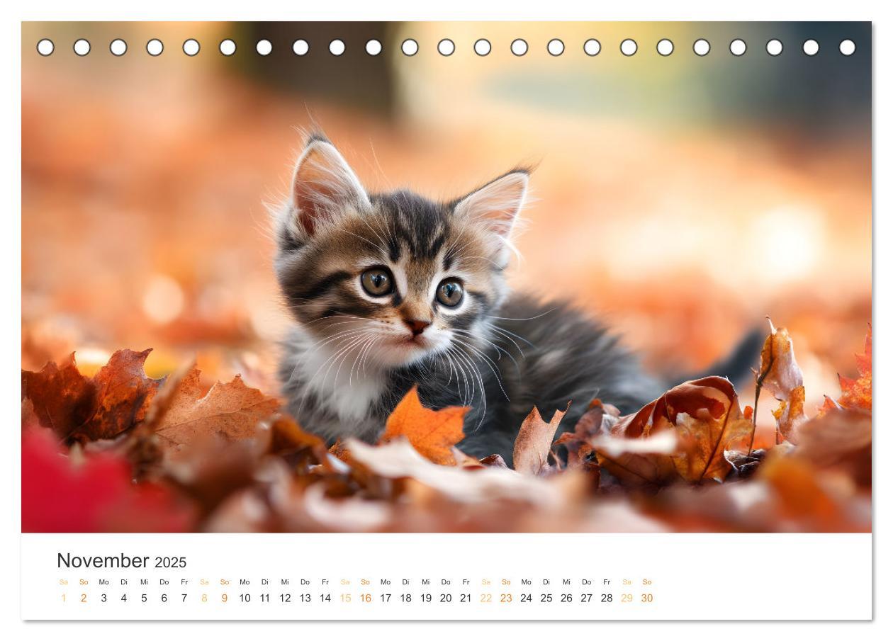 Bild: 9783457208038 | Zauberhafte Katzenbabys (Tischkalender 2025 DIN A5 quer), CALVENDO...