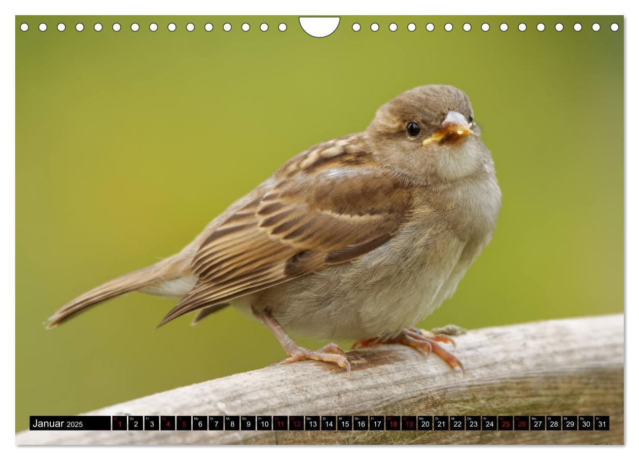 Bild: 9783435029310 | Vogelkinder - Junge Wildvögel (Wandkalender 2025 DIN A4 quer),...