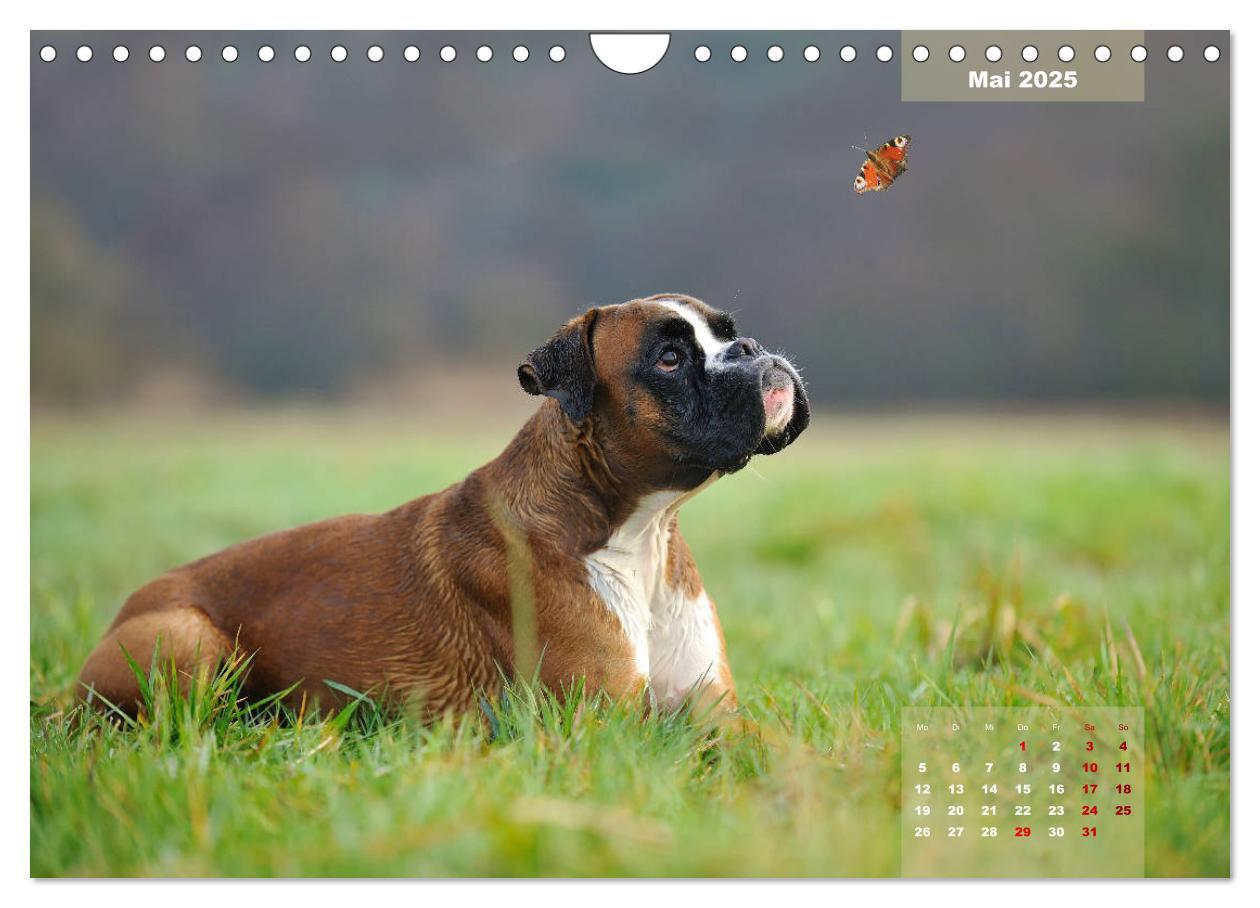 Bild: 9783435340507 | Typisch Boxer (Wandkalender 2025 DIN A4 quer), CALVENDO Monatskalender