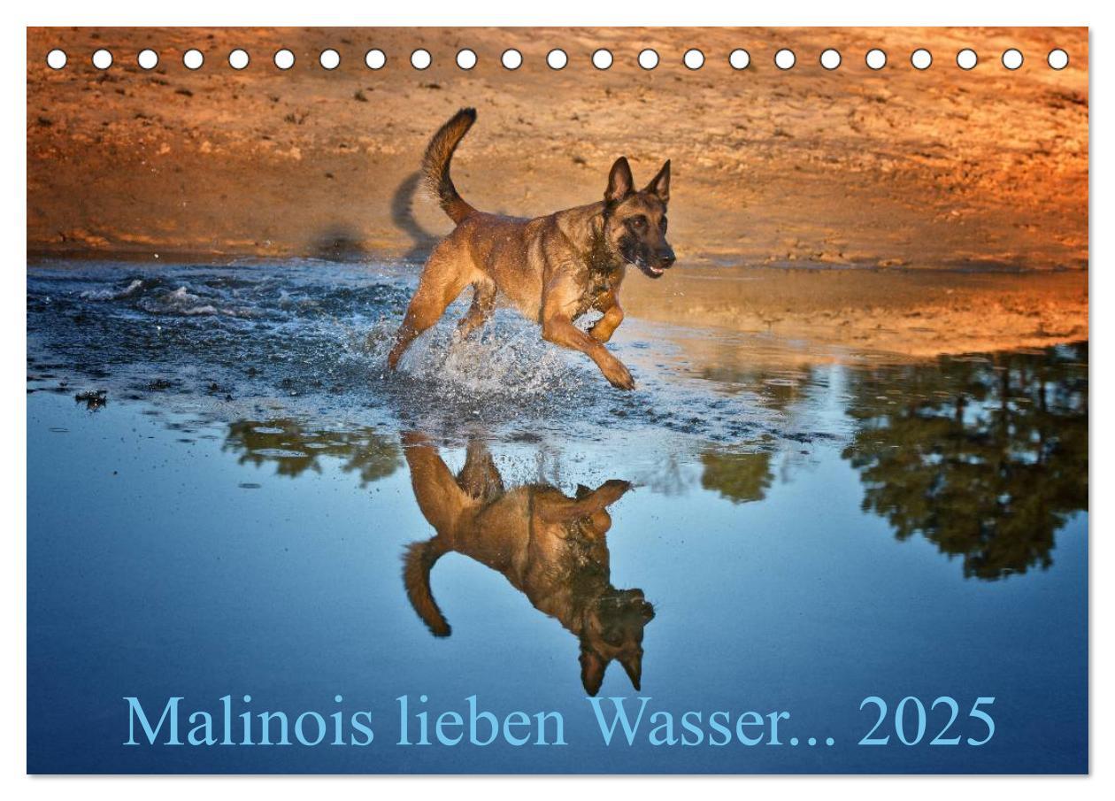 Cover: 9783435519262 | Malinois lieben Wasser (Tischkalender 2025 DIN A5 quer), CALVENDO...