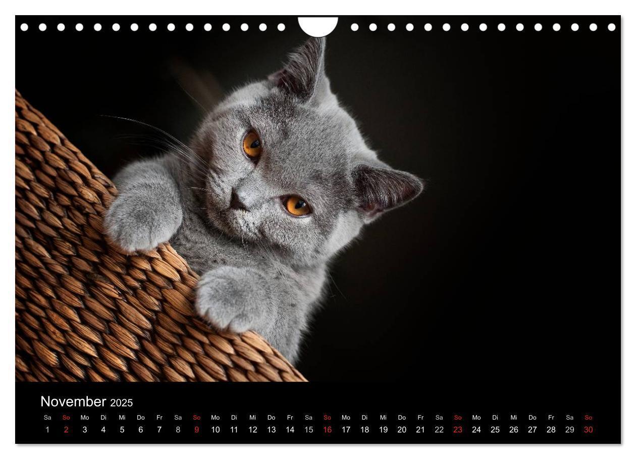 Bild: 9783435739561 | Bärige Schmusetiger - Britisch Kurzhaar / CH-Version (Wandkalender...