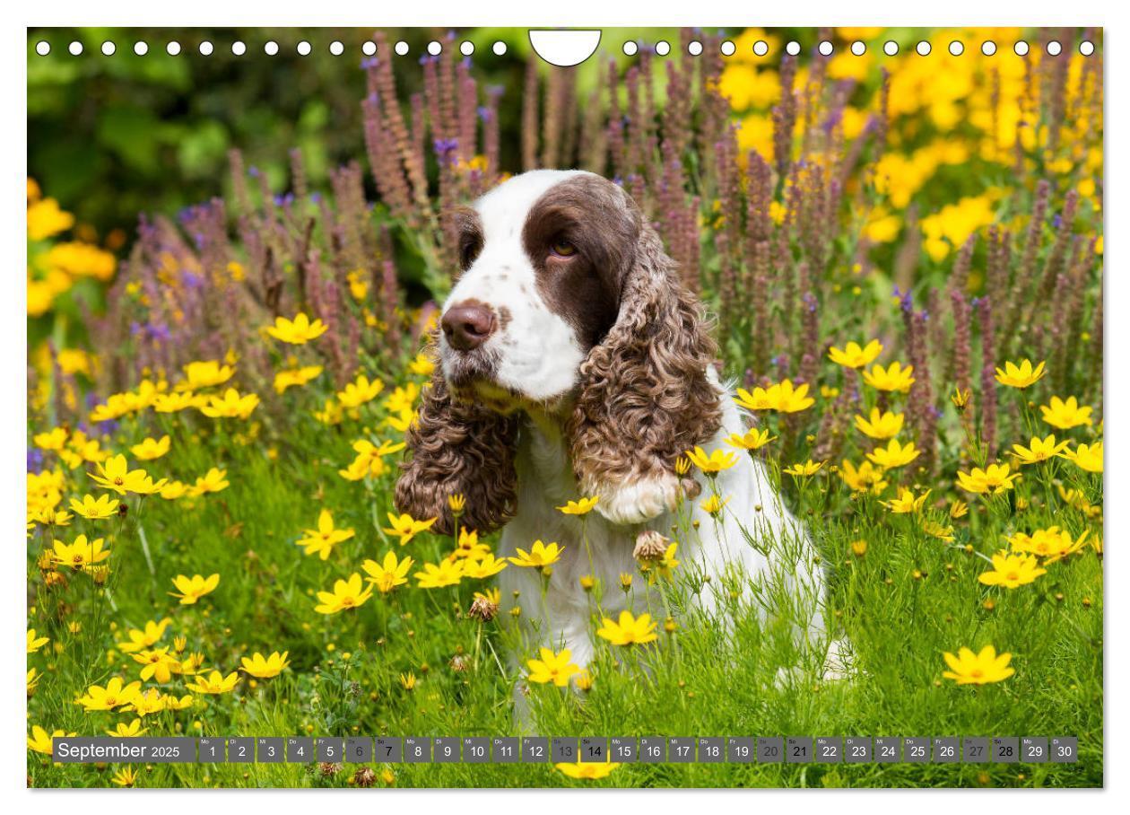 Bild: 9783435447930 | English Cocker Spaniels - Ein Spaziergang im Park (Wandkalender...