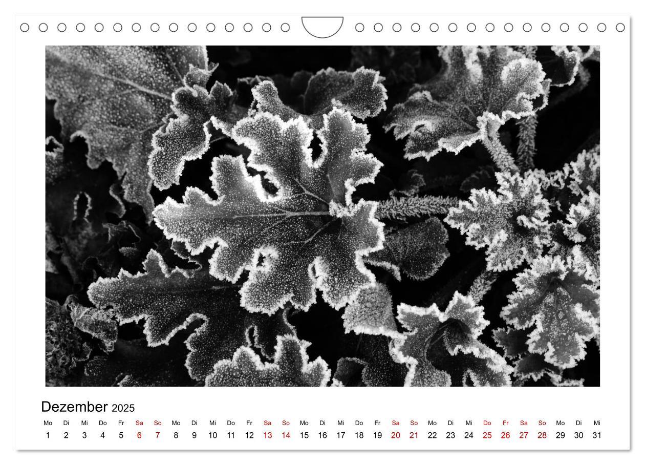 Bild: 9783435441020 | Die grafische Schönheit der Pflanzen ¿ Schwarz-Weiß (Wandkalender...