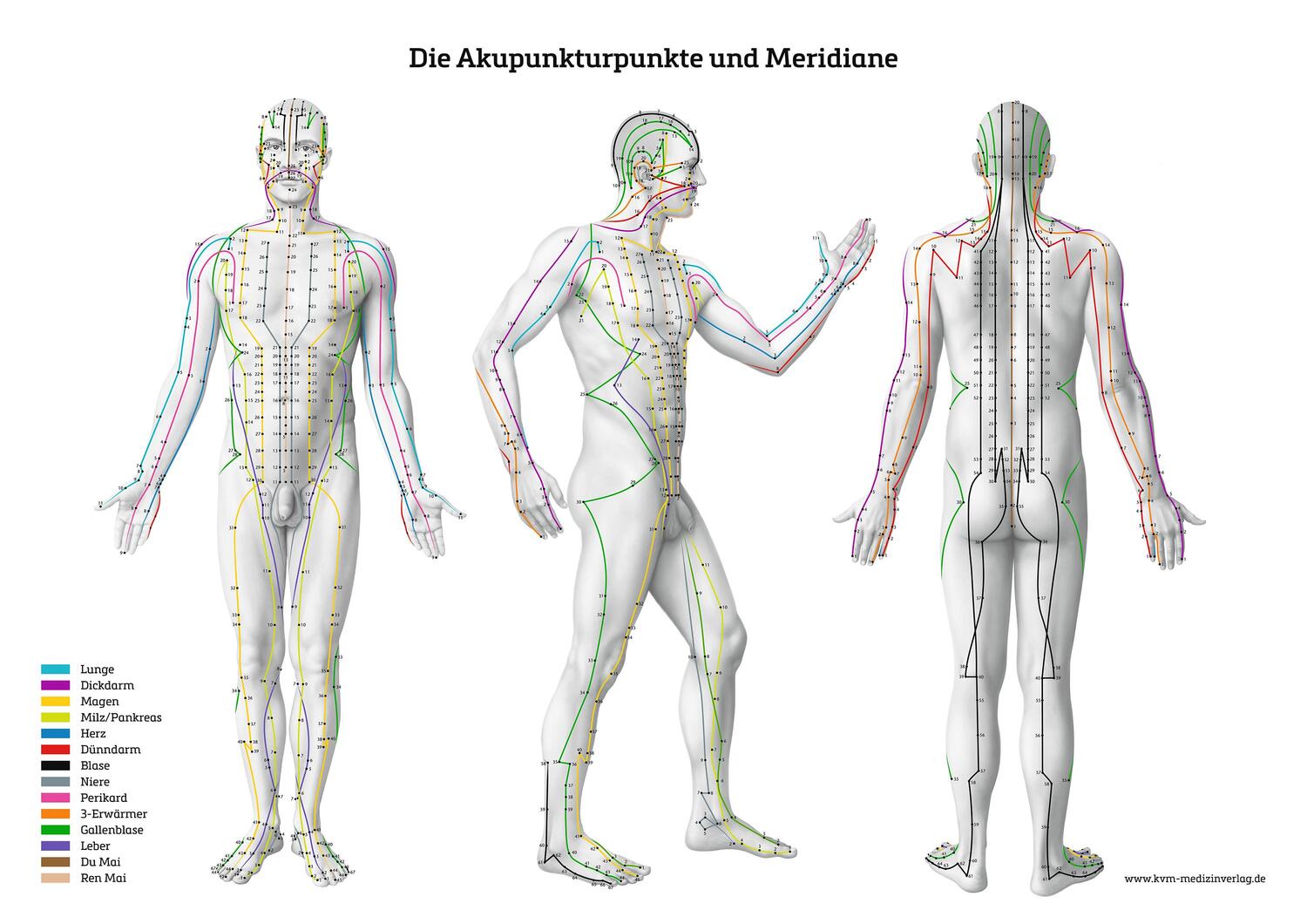 Cover: 9783868676969 | Lernposter - Die Akupunkturpunkte und Meridiane | Poster | 1 S. | 2024
