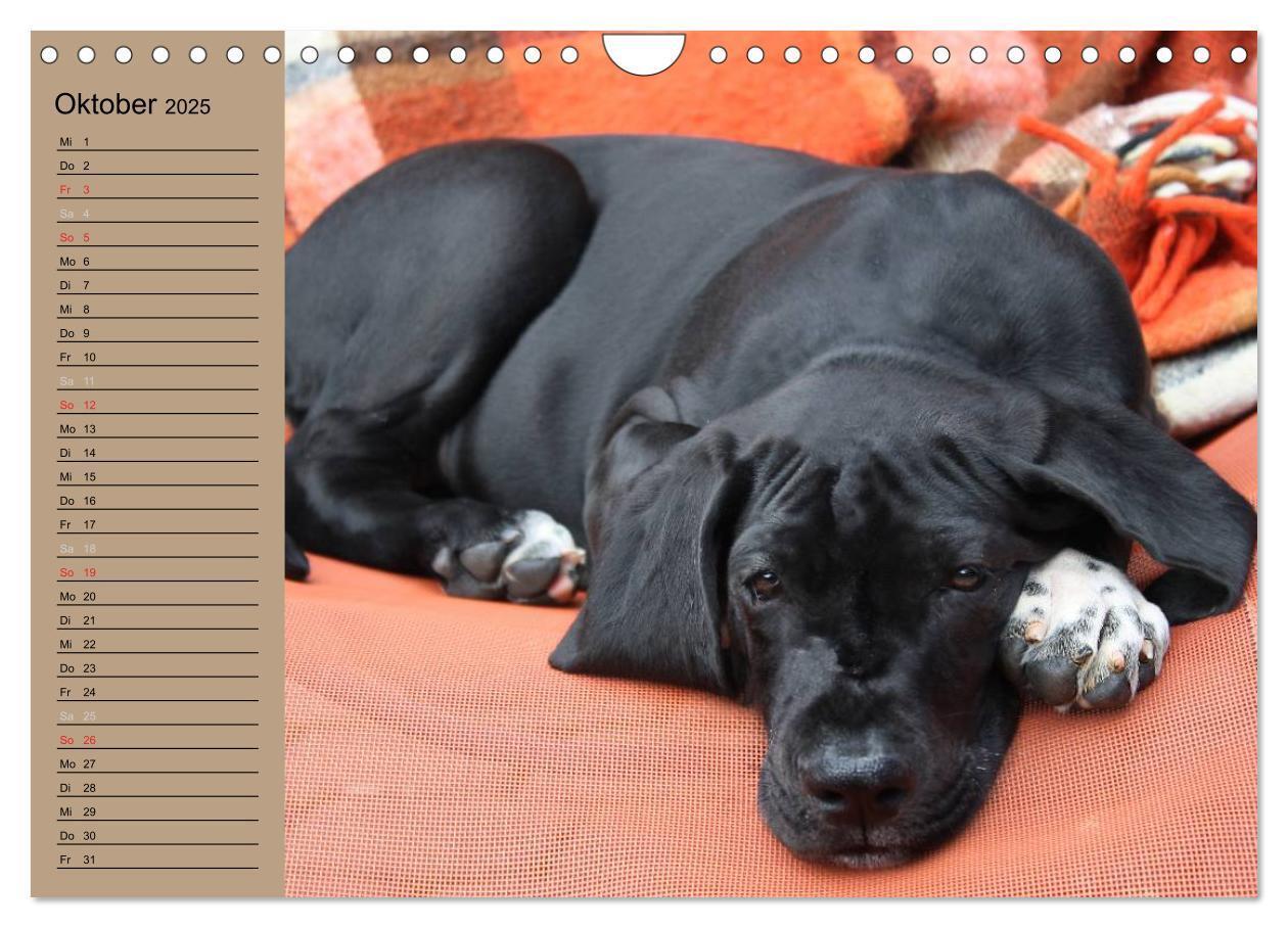 Bild: 9783435492305 | Deutsche Doggen - Sanfte Riesen (Wandkalender 2025 DIN A4 quer),...