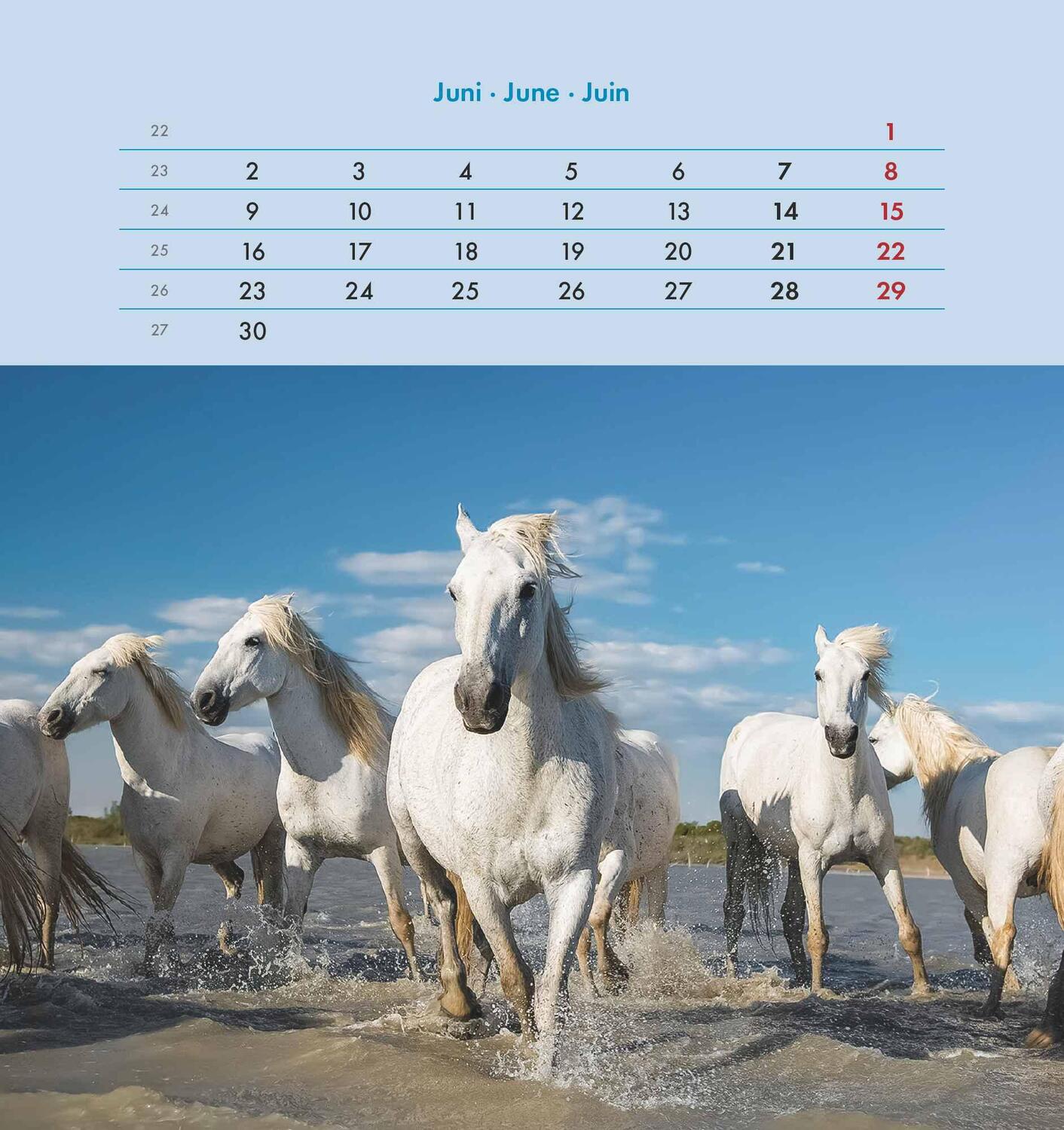 Bild: 4251732342302 | Pferde 2025 - Postkartenkalender 16x17 cm - Horses - zum Aufstellen...