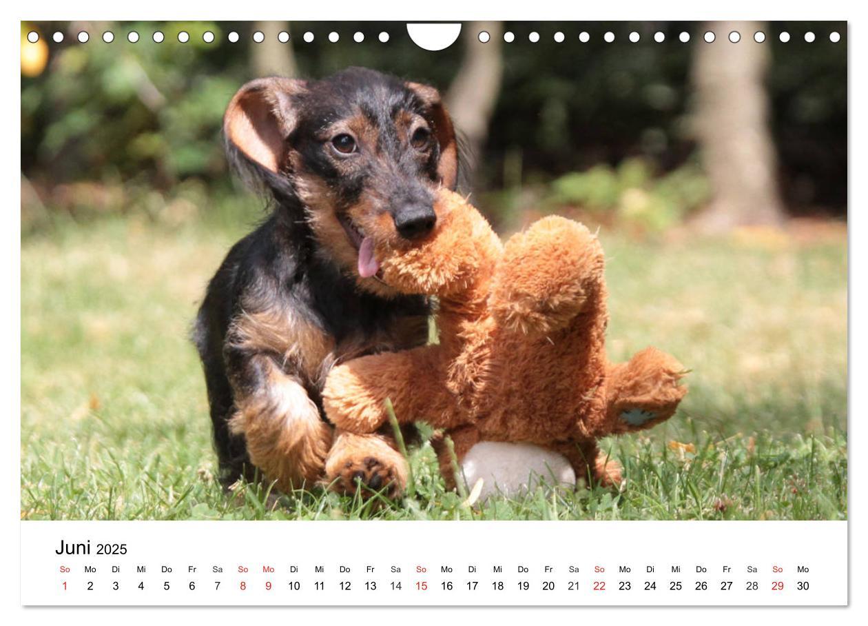 Bild: 9783435173419 | Ein Dackelkind blickt zurück (Wandkalender 2025 DIN A4 quer),...