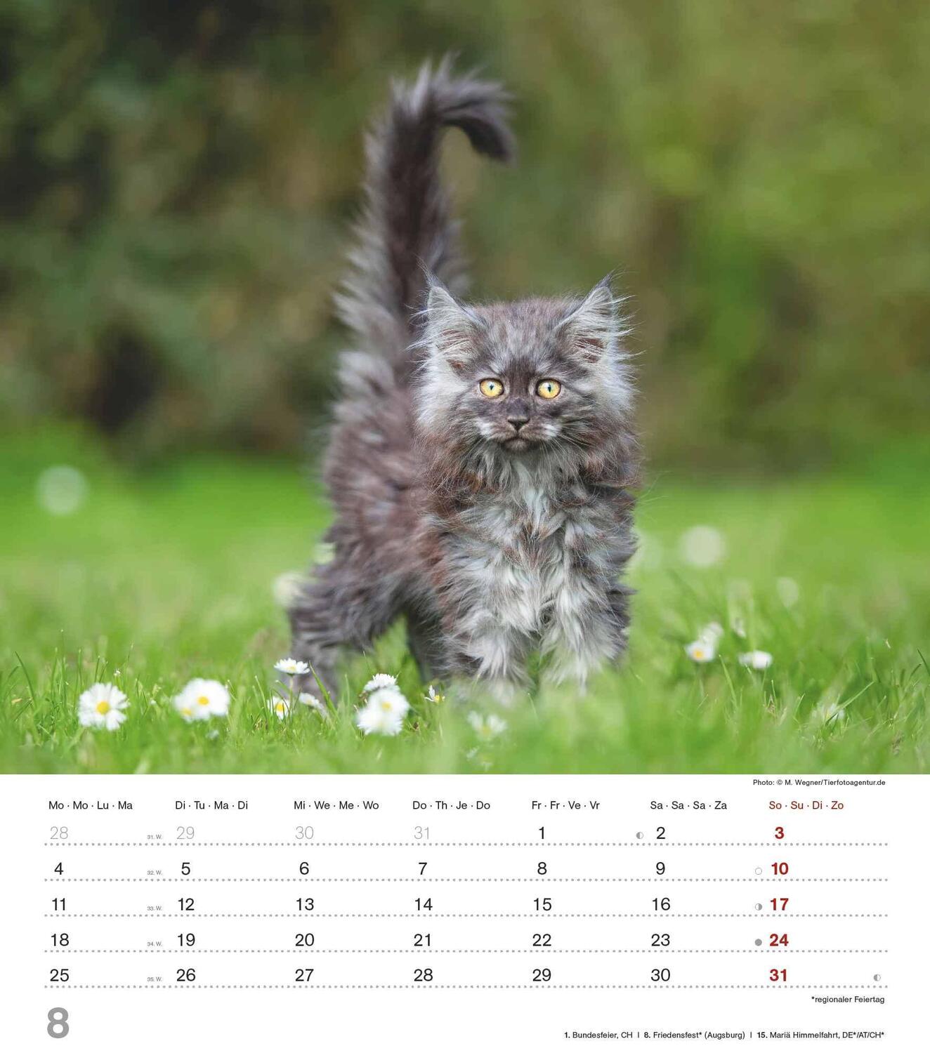 Bild: 4251732342159 | Niedliche Katzenkinder 2025 - Wand-Kalender - Tier-Kalender - 30x34