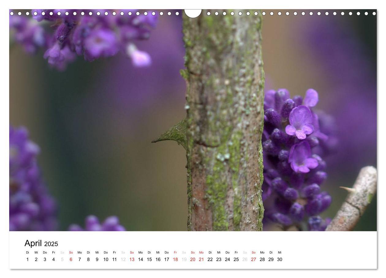 Bild: 9783435694310 | Zarte Natur 2025 (Wandkalender 2025 DIN A3 quer), CALVENDO...